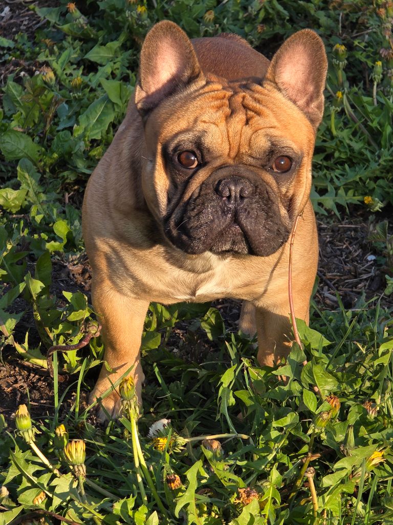 Ulysse Des Jardins De Damabiah