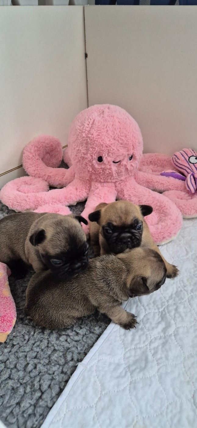 Chiot Bouledogue français Des Jardins De Damabiah