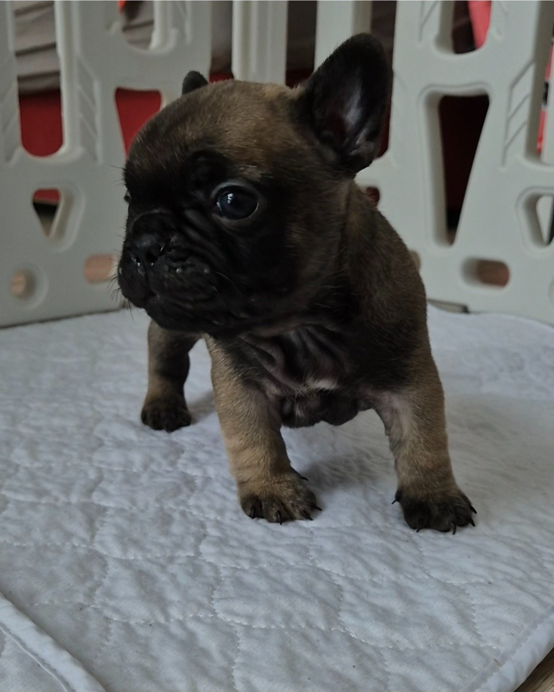 Des Jardins De Damabiah - Chiots disponibles - Bouledogue français