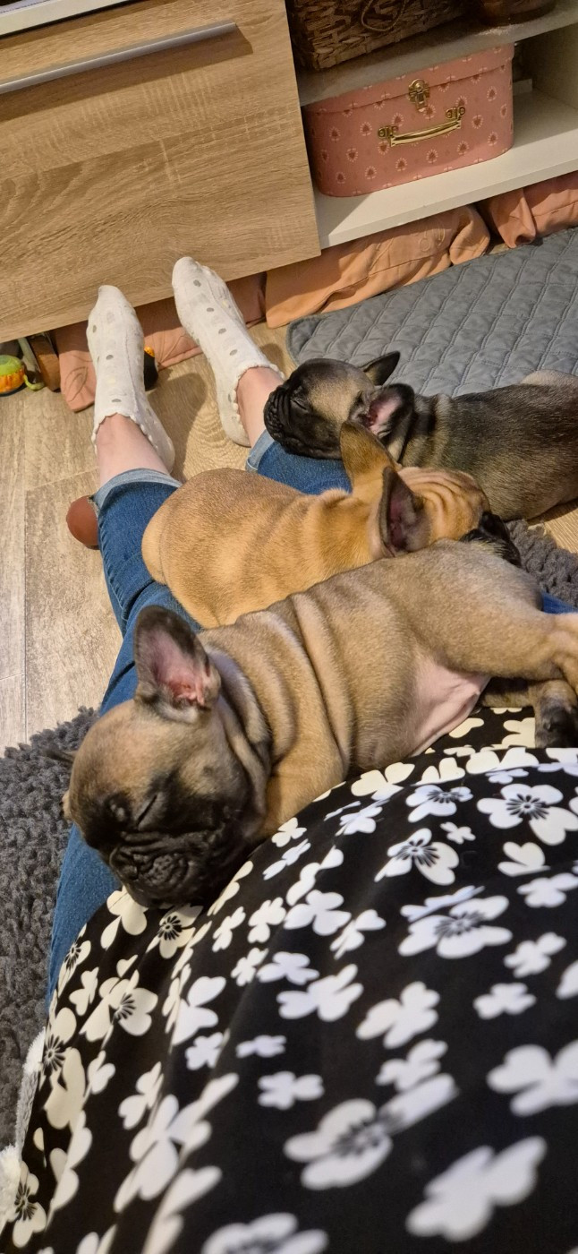 Chiot Bouledogue français Des Jardins De Damabiah