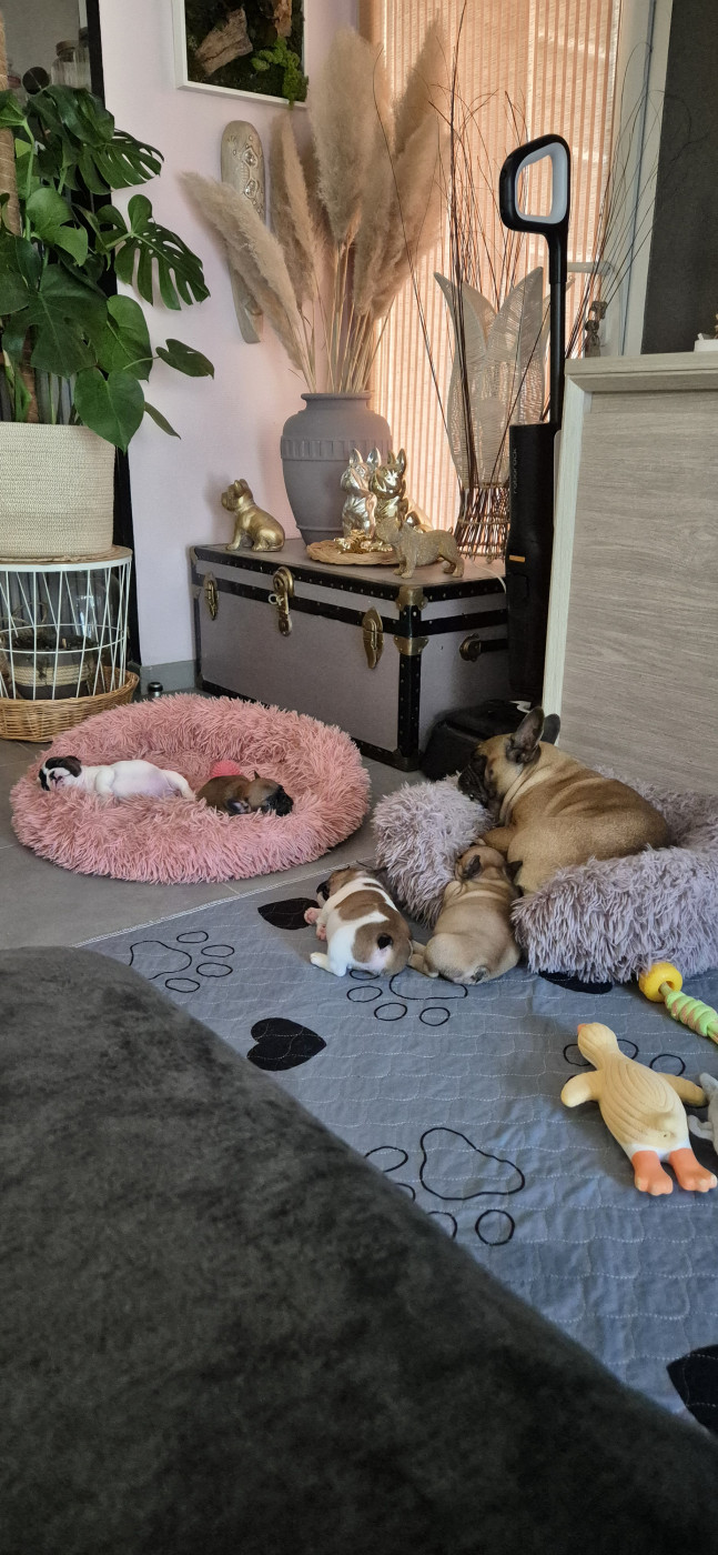 Chiot Bouledogue français Des Jardins De Damabiah