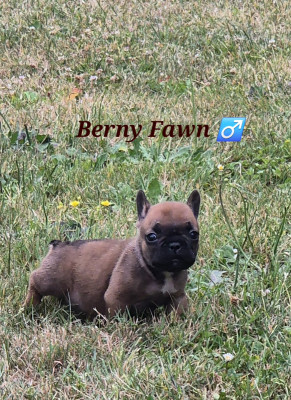 Berny Fawn