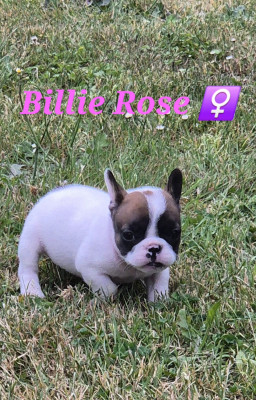 Billie Rose